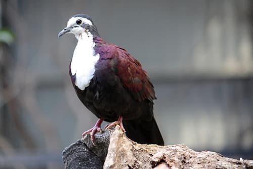 White-bibbed Ground Dove