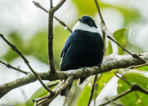 White-bibbed Manakin