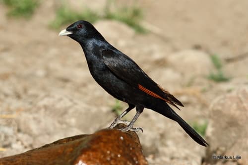 White-billed Starling