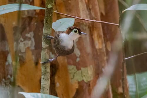 White-breasted Antbird