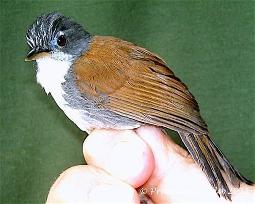 White-breasted Babbler