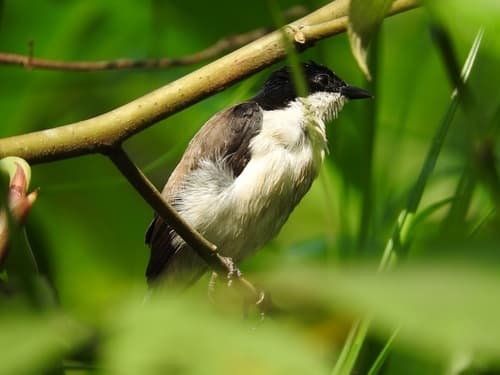 White-breasted Nigrita