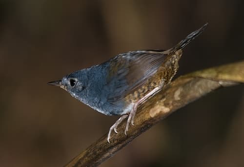 White-breasted Tapaculo