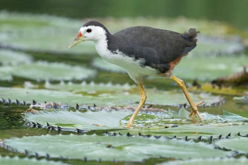 White-breasted Waterhen