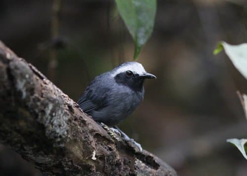 White-browed Antbird