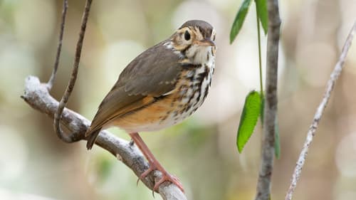 White-browed Antpitta