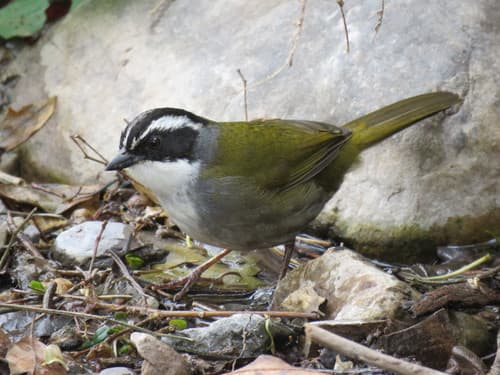 White-browed Brushfinch