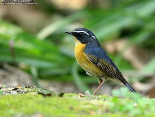 White-browed Bush-Robin