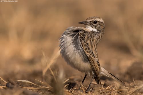 White-browed Bushchat