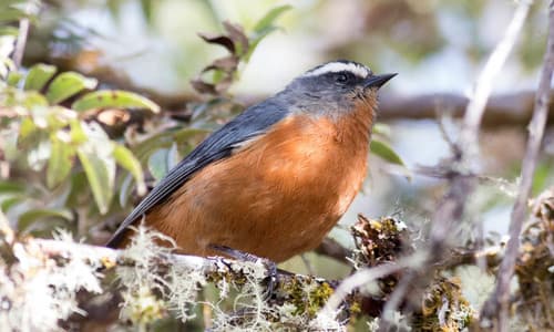 White-browed Conebill