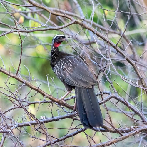 White-browed Guan