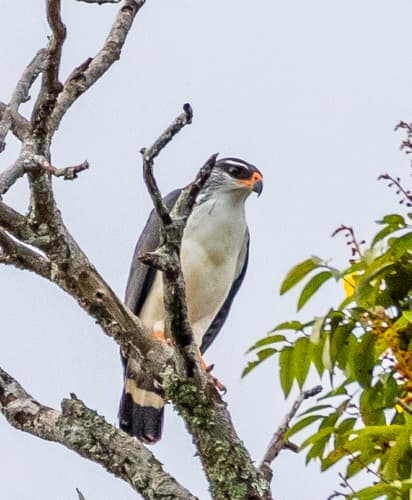 White-browed Hawk