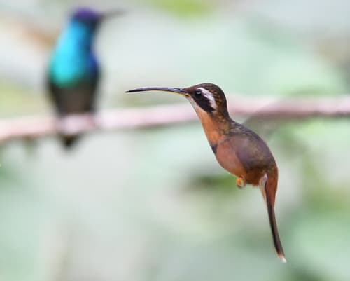 White-browed Hermit