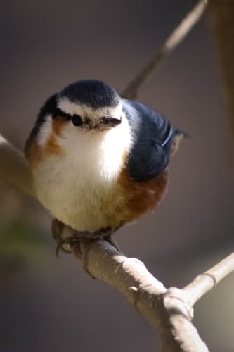 White-browed Nuthatch