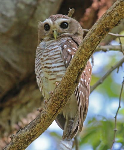 White-browed Owl