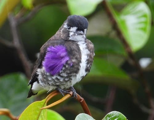 White-browed Purpletuft