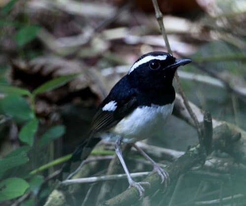 White-browed Shama