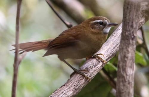 White-browed Spinetail