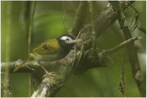 White-browed Tailorbird