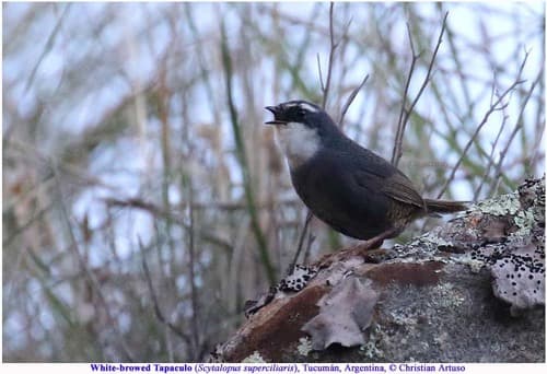 White-browed Tapaculo