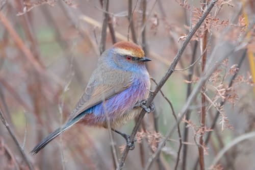 White-browed Tit-Warbler