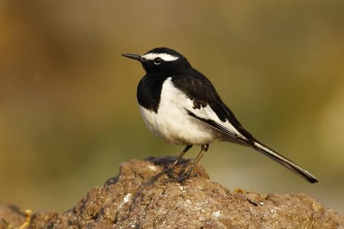 White-browed Wagtail