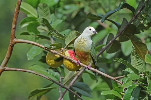White-capped Fruit Dove