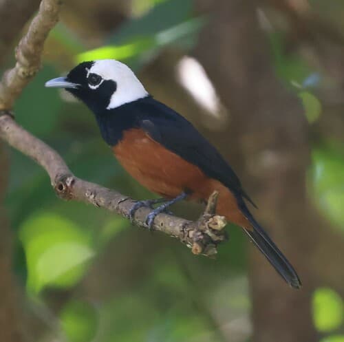 White-capped Monarch