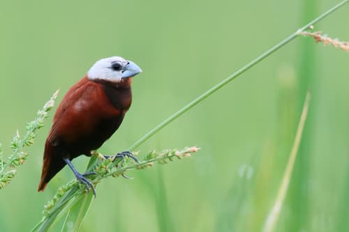 White-capped Munia