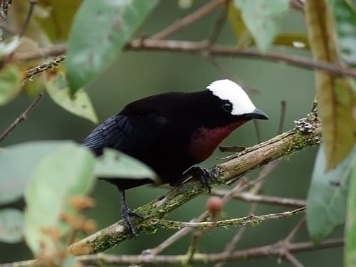 White-capped Tanager