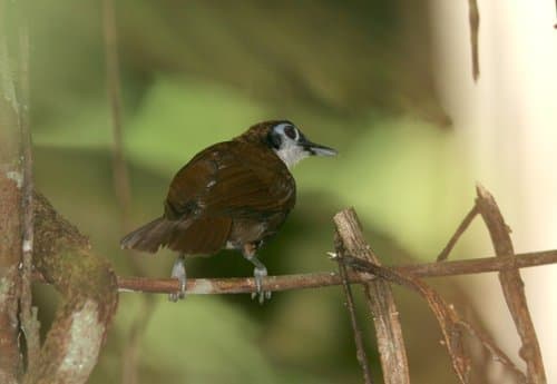 White-cheeked Antbird