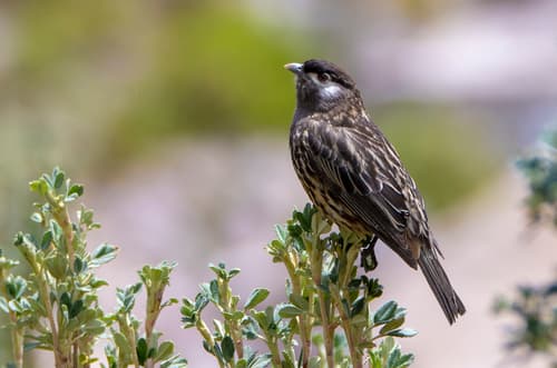 White-cheeked Cotinga