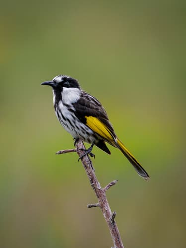White-cheeked Honeyeater