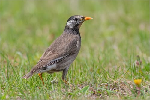 White-cheeked Starling