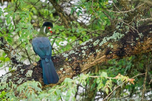 White-cheeked Turaco