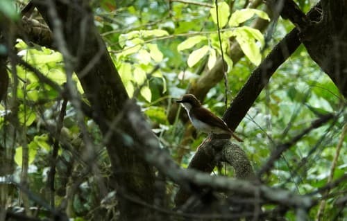 White-chested Alethe