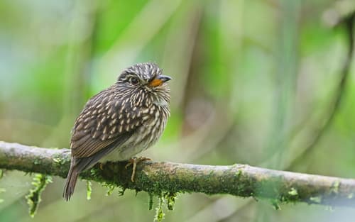 White-chested Puffbird