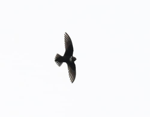 White-chested Swift
