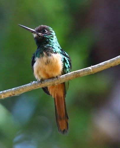 White-chinned Jacamar