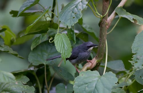 White-chinned Prinia