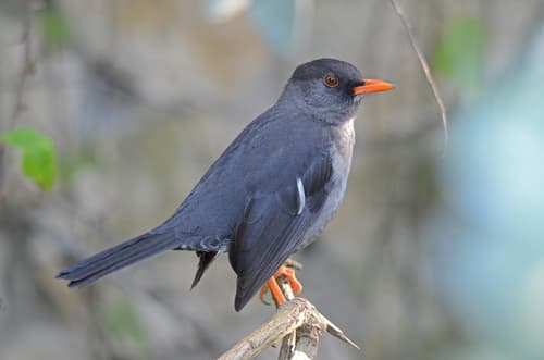 White-chinned Thrush