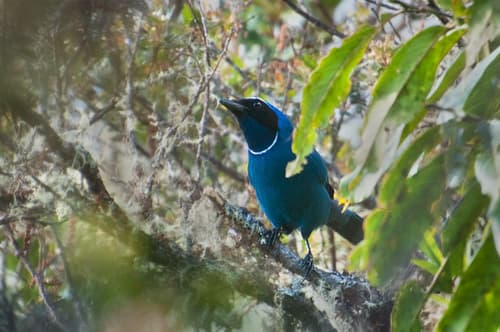 White-collared Jay