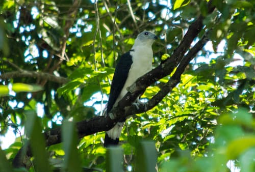 White-collared Kite