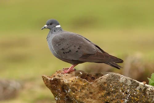 White-collared Pigeon
