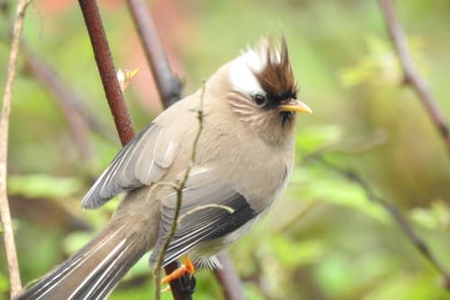 White-collared Yuhina