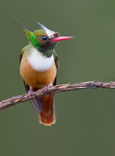 White-crested Coquette