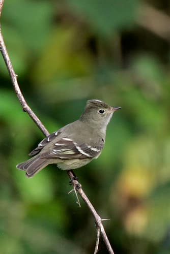 White-crested Elaenia