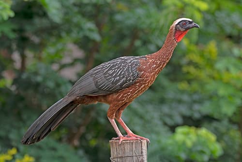 White-crested Guan