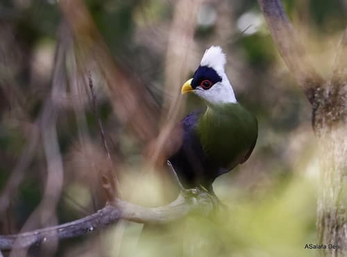 White-crested Turaco