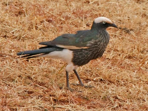 White-crowned Starling